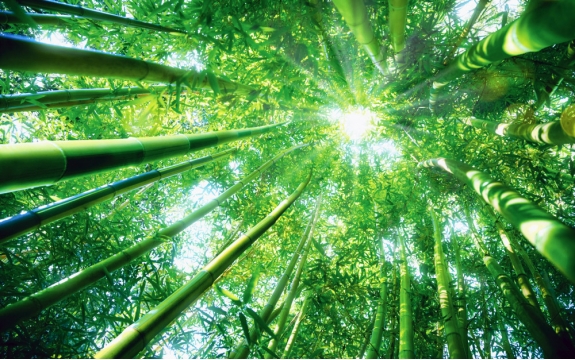 Фотообои FTXL-01-00019 Высокий бамбуковый лес