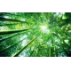 Фотообои FTXL-01-00019 Высокий бамбуковый лес №1