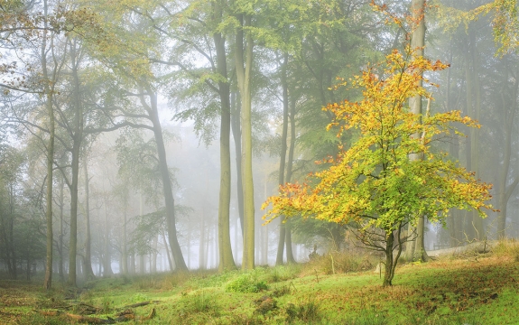 Фотообои FTXL-01-00020 Туманный лес осенью, природа после дождя