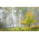 Фотообои FTXL-01-00020 Туманный лес осенью, природа после дождя №1
