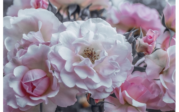 Фотообои MS-00001 Садовые розы в черно-белом