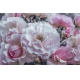 Фотообои MS-00001 Садовые розы в черно-белом №1
