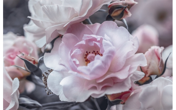 Фотообои MS-00003 Красивая роза в черно-белых оттенках