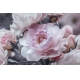 Фотообои MS-00003 Красивая роза в черно-белых оттенках №1