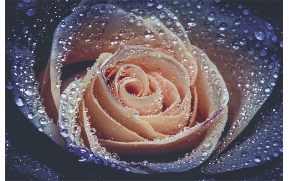 Фотообои MS-00005 Роза в темных оттенках