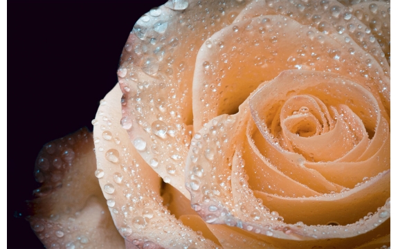 Фотообои MS-00006 Бледная оранжевая роза на темном фоне
