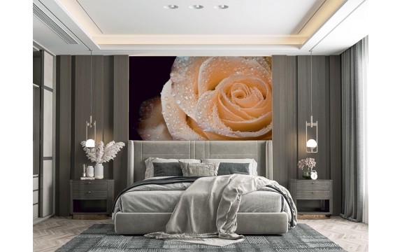 Фотообои MS-00006 Бледная оранжевая роза на темном фоне №1