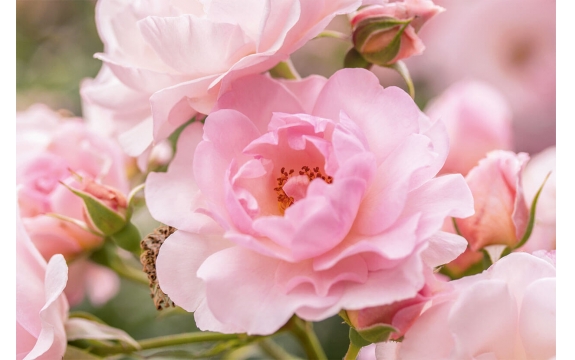 Фотообои ML-00003 Розы в розовом
