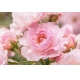 Фотообои ML-00003 Розы в розовом №1
