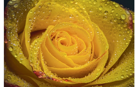 Фотообои ML-00005 Крупная желтая роза в каплях