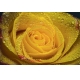 Фотообои ML-00005 Крупная желтая роза в каплях №1