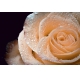 Фотообои ML-00006 Нежная роза в росе №1