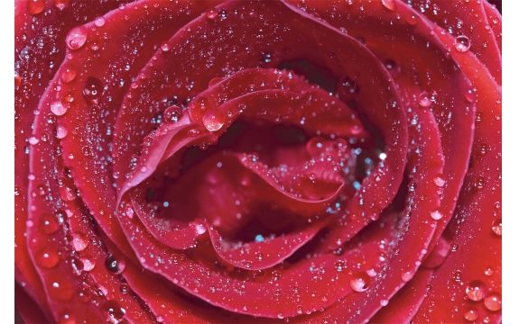 Фотообои ML-00007 Яркая красная роза в каплях