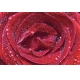 Фотообои ML-00007 Яркая красная роза в каплях №1