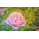 Фотообои MXL-00002 Роза в зеленом саду №1