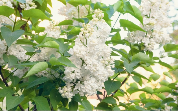 Фотообои MXL-00228 Сирень белая в зеленой листве, весенние цветы