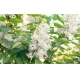 Фотообои MXL-00228 Сирень белая в зеленой листве, весенние цветы №1