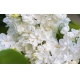 Фотообои MXL-00229 Белая сирень, большие цветы №1