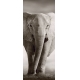 Фотообои FTV-03-00003 Слон в бежевых тонах №1