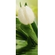Фотообои FTV-06-00004 Белый тюльпан в каплях воды №1