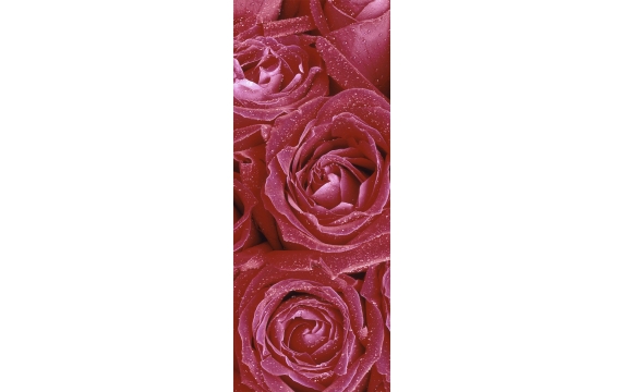 Фотообои FTV-06-00006 Крупные красные розы в росе