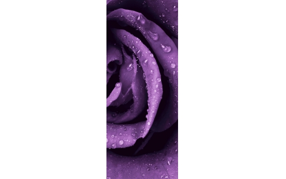 Фотообои FTV-06-00007 Фиолетовая роза в каплях