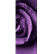 Фотообои FTV-06-00007 Фиолетовая роза в каплях №1