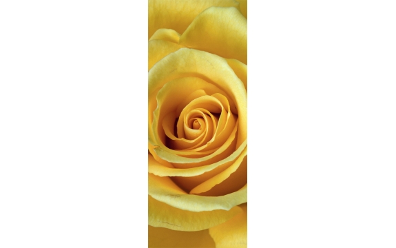 Фотообои FTV-06-00008 Желтая роза крупным планом