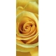 Фотообои FTV-06-00008 Желтая роза крупным планом №1