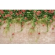 Фотообои 3D FTXL-09-00009 Кирпичная стена с цветами роз №1