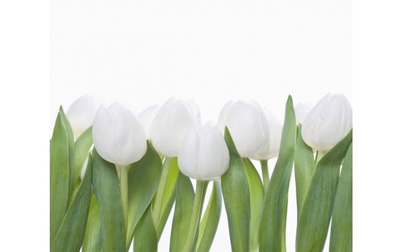 Фотообои FTX-06-00001 Белые тюльпаны в ряд