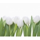 Фотообои FTX-06-00001 Белые тюльпаны в ряд №1