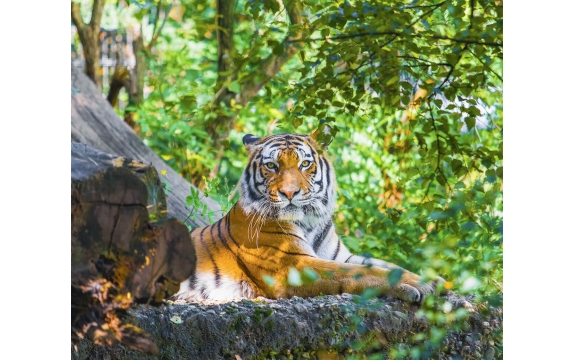 Фотообои FTX-03-00001 Тигр в тени деревьев