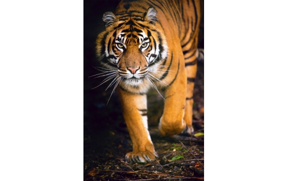 Фотообои FTP-2-03-00020 Суматранский тигр