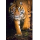 Фотообои FTP-2-03-00020 Суматранский тигр №1