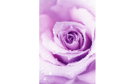 Фотообои FTP-2-06-00063 Сиреневая роза в каплях, большой цветок