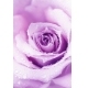 Фотообои FTP-2-06-00063 Сиреневая роза в каплях, большой цветок №1