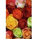 Фотообои FTP-2-06-00065 Розы в букете №1