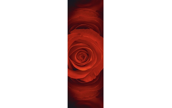 Фотообои FTP-1-06-00067 Роза в темно-красном