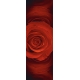 Фотообои FTP-1-06-00067 Роза в темно-красном №1