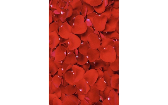 Фотообои FTP-2-06-00067 Лепестки красной розы