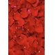Фотообои FTP-2-06-00067 Лепестки красной розы №1