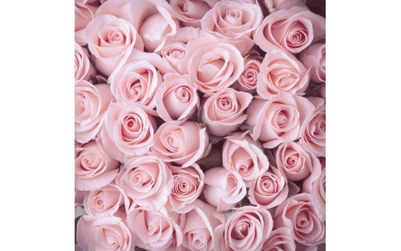 Фотообои FTP-3-06-00067 Розы в нежно-розовых тонах