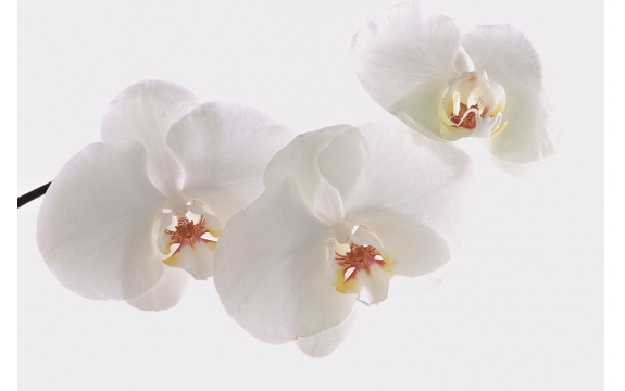 Фотообои FTL-06-00054 Три белых орхидеи