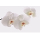 Фотообои FTL-06-00054 Три белых орхидеи №1