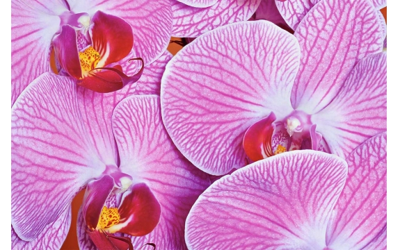 Фотообои FTL-06-00055 Орхидеи розового цвета