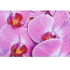 Фотообои FTL-06-00055 Орхидеи розового цвета №1