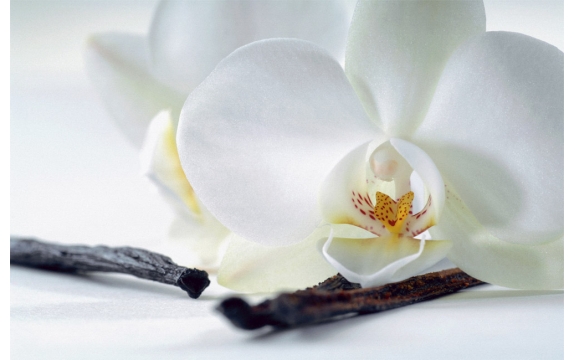Фотообои FTS-06-00033 Белая орхидея крупным планом