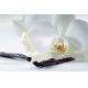 Фотообои FTS-06-00033 Белая орхидея крупным планом №1