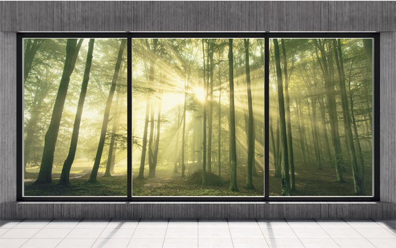 Фотообои MXL-00289 Окно с видом на солнечный лес